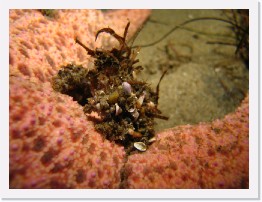 IMG_1008 * Decorator crab on a Short Spined Sea Star * 3264 x 2448 * (1.86MB)